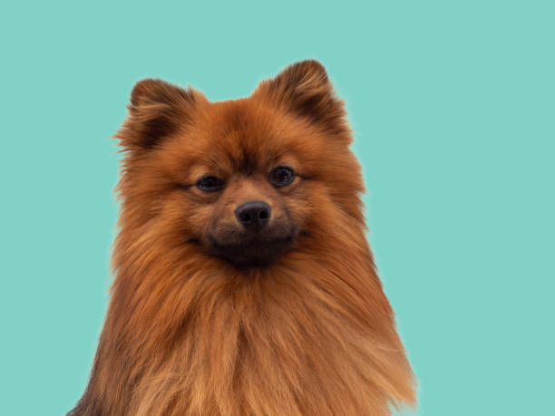 istock Red Spitz dog breed isolated on blue background. 1473739856