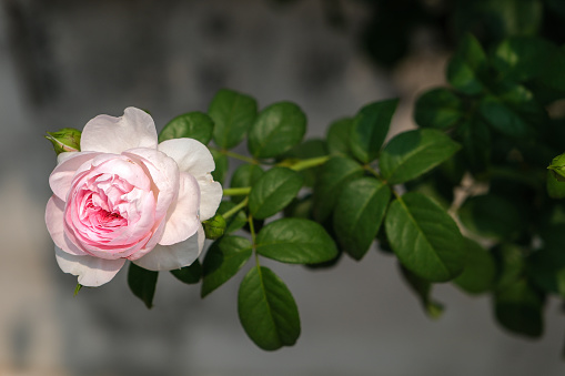 Close-up of a pink rose on a natural background called 'Mon Coeur' .High quality photo
