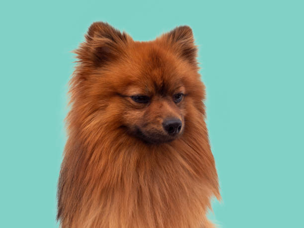 istock Red Spitz dog breed isolated on blue background. 1473740133