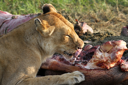 Close-up of a lioness chewing on a hippo carcass. Masai Mara Kenya. High quality photo