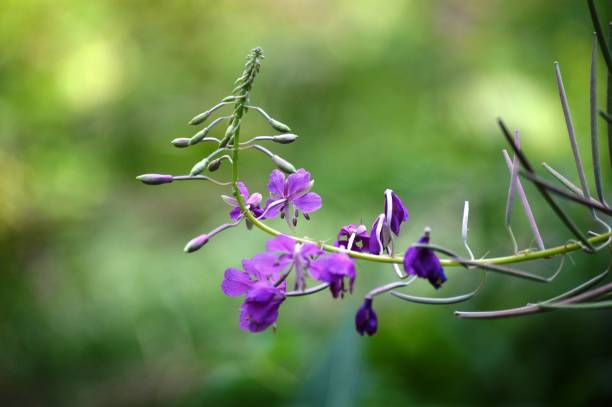 istock a beautiful purple flower in the meadow 1473741072