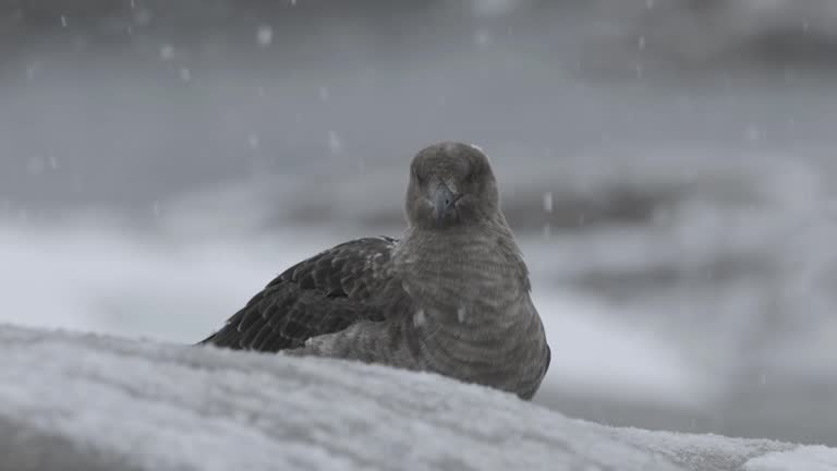 Antarctic skua resting in the snow, close up