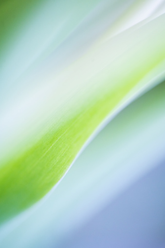 A close-up macro shot of a tulip leaf, showcasing its vibrant green color, intricate veins, and delicate texture. This captivating image highlights the beauty of nature's fine details.