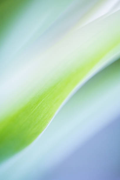 Macro Shot of green Tulip Leaves. Abstract nature background. stock photo