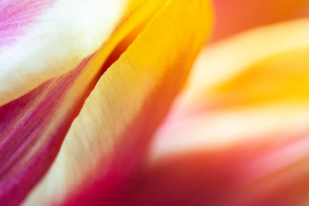 istock Sunlit Tulip Leaf Close-Up. Abstract nature background. 1473742159