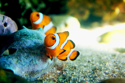 Two clownfish, close up, next to a coral