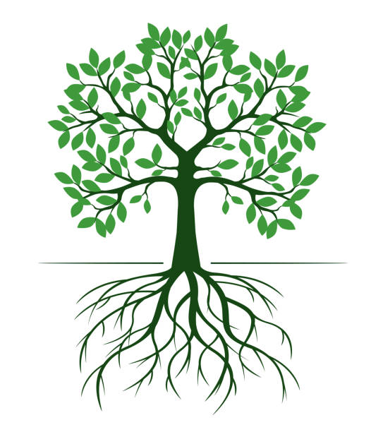 ilustrações, clipart, desenhos animados e ícones de forma de árvore verde com folhas e raízes. ilustração do contorno vetorial. - leaf dry backgrounds nobody