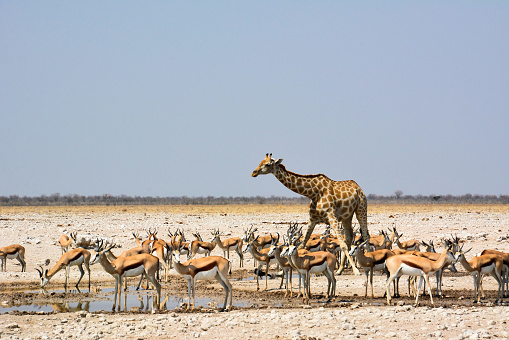 In the Namibian savanna, a giraffe and a herd of antelope drink water at a watering hole and quench their thirst. African continent. The wild nature