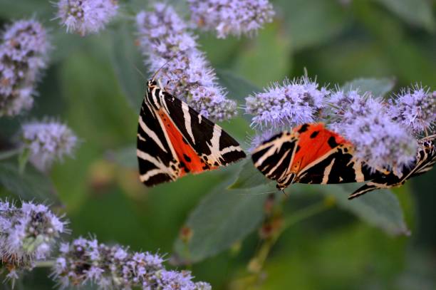 istock colorful butterflies on a flower 1473742628