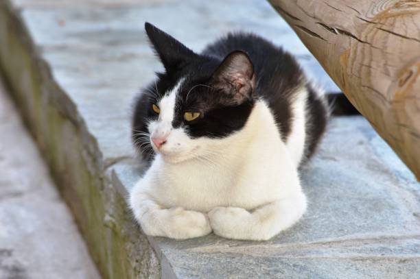istock black and white cat resting in the shade 1473742724