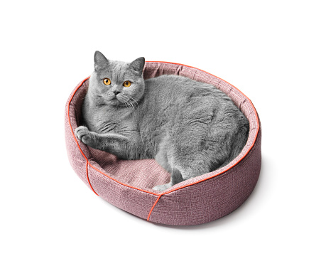 British cat lies in a soft pet bed and looks at the camera on a white background, pet accessories.