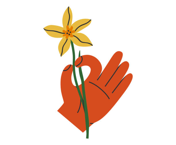 рука с нарциссом иллюстрация - daffodil stem yellow spring stock illustrations