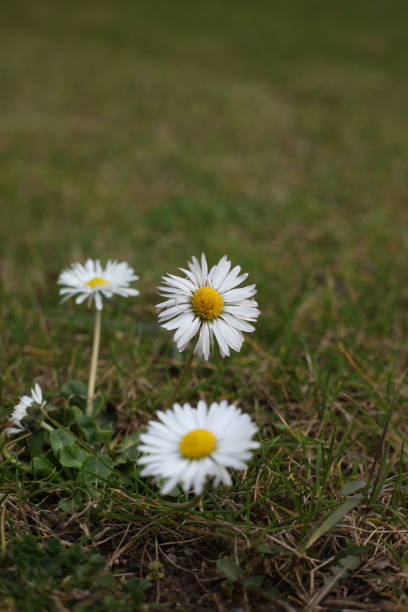 biały kwiat z żółtym środkiem nazywa się stokrotką - chamomile plant isolated daisy ox eye zdjęcia i obrazy z banku zdjęć