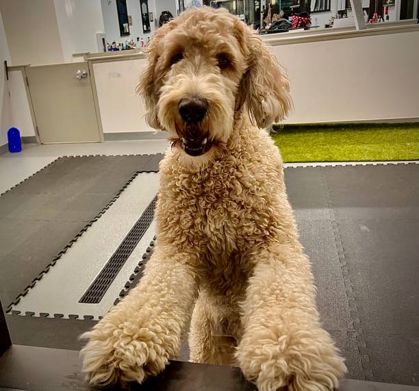 istock Golden Doodle Ready to Go Home 1473745952