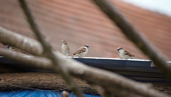 Three sparrows on the roof of a building, trees and a red roof in the background