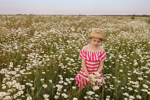 A cute little girl in blue dress walks through a field of daisies on a sunny day. copy space. Wide