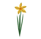 istock Narcissus flower with leaves illustration 1473746983