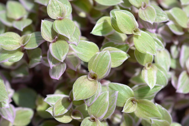 istock Creeping inchplant Pink Lady 1473747499
