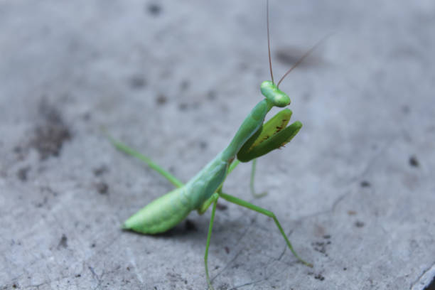 istock Defocused image of a locust 1473747671