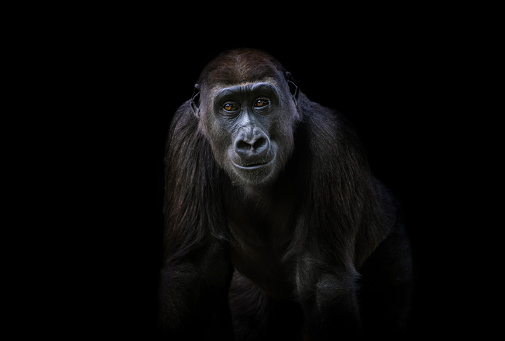 Portrait of a friendly western lowland gorilla (Gorilla gorilla gorilla) against a black background.