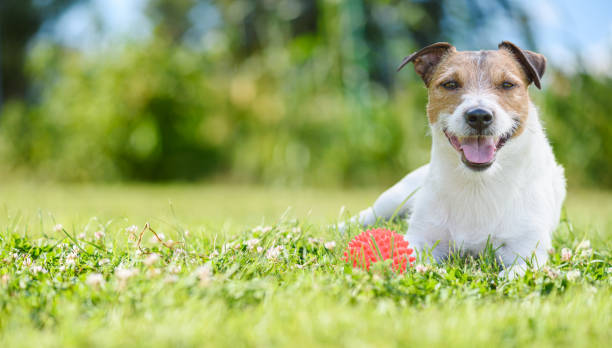 istock Happy smiling dog lying on green grass with toy ball resting after active game. Panoramic banner background 1473748680