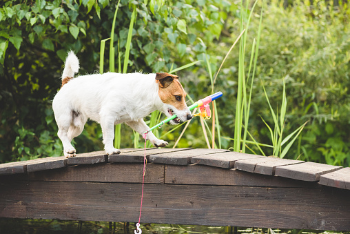 Jack Russell Terrier fetches toy fishing rod