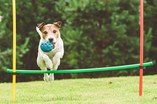 Jack Russell Terrier dog fetches ball and jumping through gates