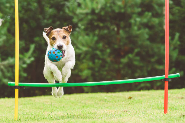 cão pratica curso de agilidade no quintal de casa pulando sobre obstáculo - show dog - fotografias e filmes do acervo