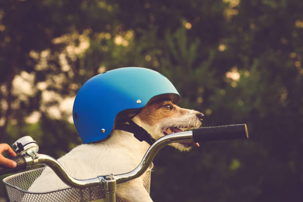 istock Dog sitting in basket on bicycle's handlebars wearing helmet ready for ride 1473748746
