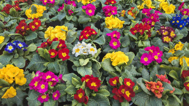 A variety of colorful primula acaulis flowers are displayed in a garden. A variety of colorful primula acaulis flowers are displayed in a garden. primula stock pictures, royalty-free photos & images