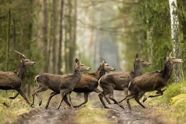 A herd of red deer crossing the road.