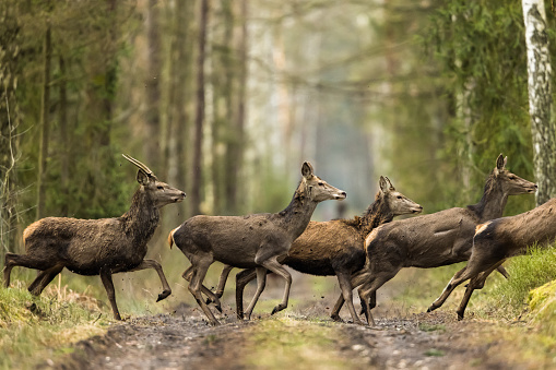 A herd of red deer crossing the road.