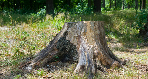 istock old tree stump in a summer forest. Wide photo. 1473750437