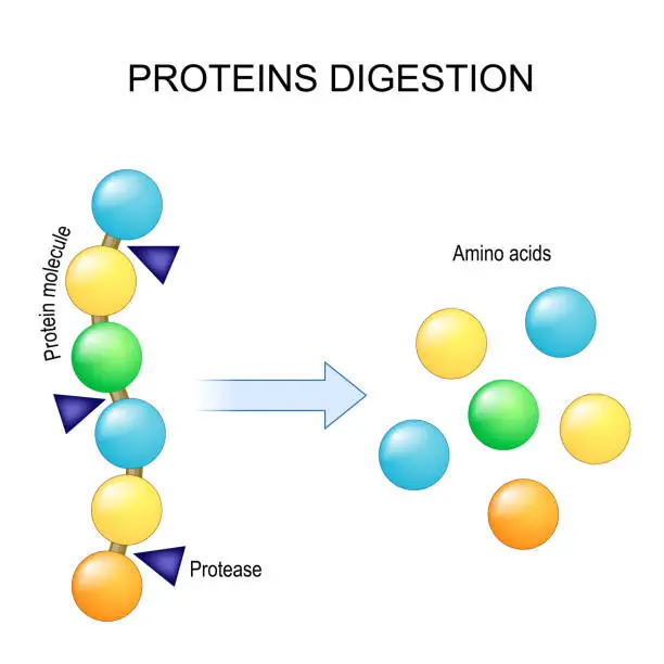 Vector illustration of Protein digestion. Enzymes proteases are digestion breaks the protein into single amino acids