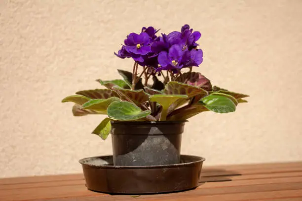 african violet in a pot