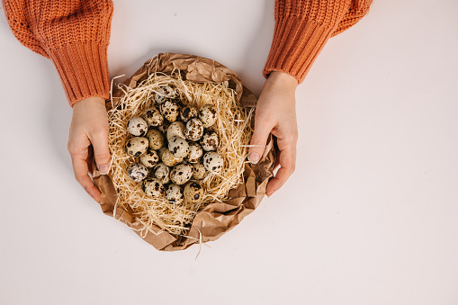 Hands holding quail eggs in a nest
