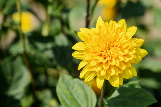 Helianthus Decapetalus Soleil (Stauden Sonnenblume)