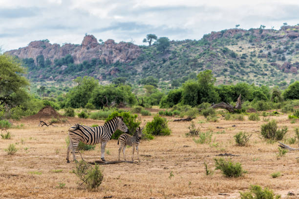 прогулка зебры в заповеднике машату - mashatu game reserve стоковые фото и изображения