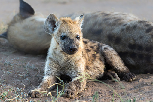 Playful Spotted Hyena pup awaking with sunrise in Mashatu Game Reserve in the Tuli Block in Botswana