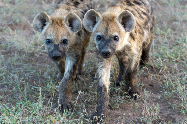 istock Spotted Hyena in Mashatu Game Reserve 1473754579