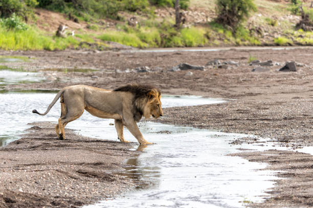 охота на самца льва в заповеднике машату - mashatu game reserve стоковые фото и изображения