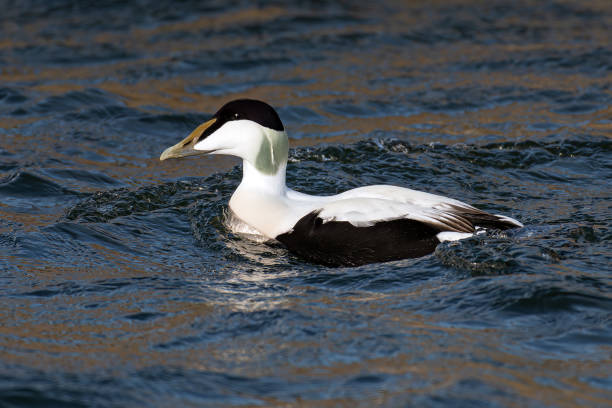 Common Eider Duck Common Eider Duck swimming in Burghead Harbour eider duck stock pictures, royalty-free photos & images