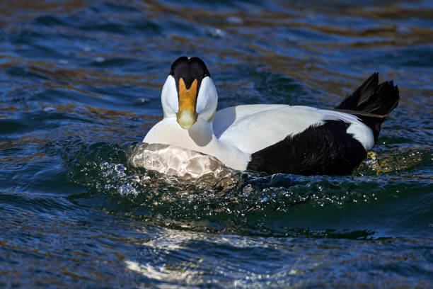 Common Eider Duck Common Eider Duck swimming in Burghead Harbour eider duck stock pictures, royalty-free photos & images