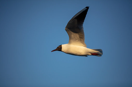 The black-headed gull is a small gull that breeds in much of the Palearctic including Europe and also in coastal eastern Canada. Most of the population is migratory and winters further south, but some birds reside in the milder westernmost areas of Europe