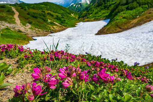 Rhododendron (Rhododendron camtschaticum) on volcanic plateau with snowfields. Kamchatka