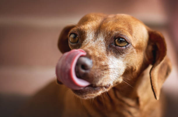 istock portrait of mix dachshund 1473756887