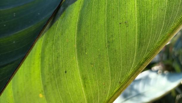 istock A large leaf of a tropical leaf and its structure in a macro shot 1473757630