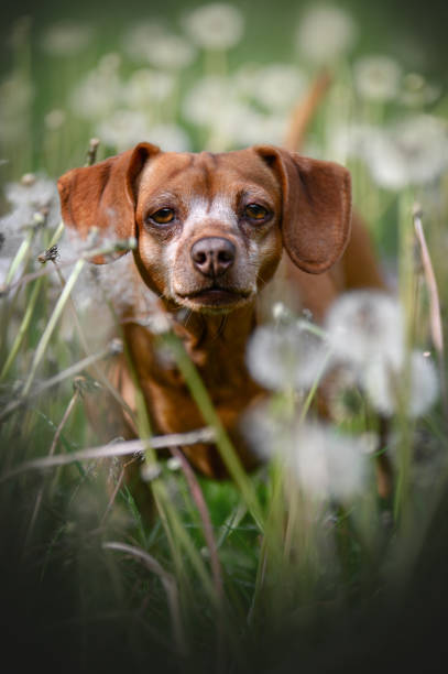 istock dachshund mix in a dandelions 1473757707