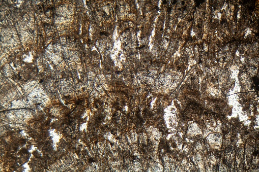 Microscopic photo of a thin section of calcareous tufa of Holocene age.