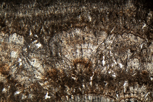 Microscopic photo of a thin section of calcareous tufa of Holocene age.